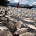 TERKAIT BANYAKNYA IKAN MATI,DPRD BATOLA MEMBERIKAN RECOMENDASI KE BUPATI IMG-20260315-WA0027